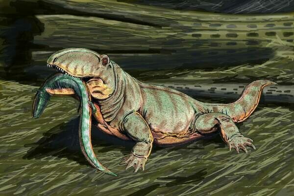 Artists reconstruction of Ophiacodon.  Creative Commons License